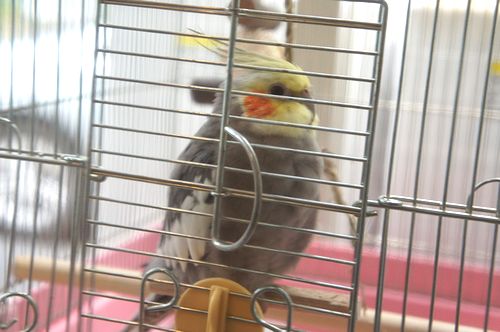 画像：ことりカフェ吉祥寺