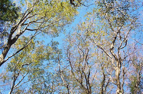 画像:樹ガーデン(ビアライターみつき『今日もどこかでソロび~る』)