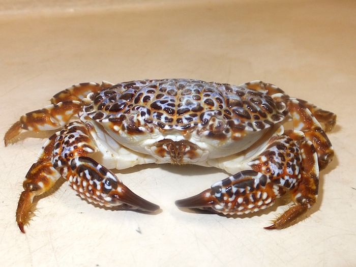 毒毒毒毒毒毒毒毒毒展・痛（もうどく展２）　ビール　イベント