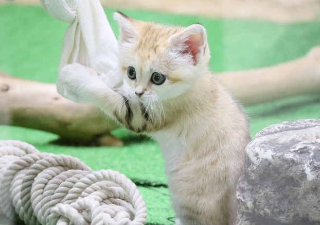 砂漠の天使 とも形容される世界最小のネコ スナネ スナネコの赤ちゃん 時事ドットコム ニュートピ Twitterで話題のニュースをお届け