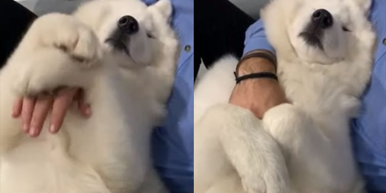 その手を離さないで 飼い主さんにギュッとしてほしいサモエド犬がかわいくて仕方ない ねとらぼ ニュートピ Twitterで話題のニュースをお届け