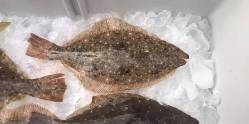 トップ100左ヒラメ 右カレイ 発見者 すべての魚の画像