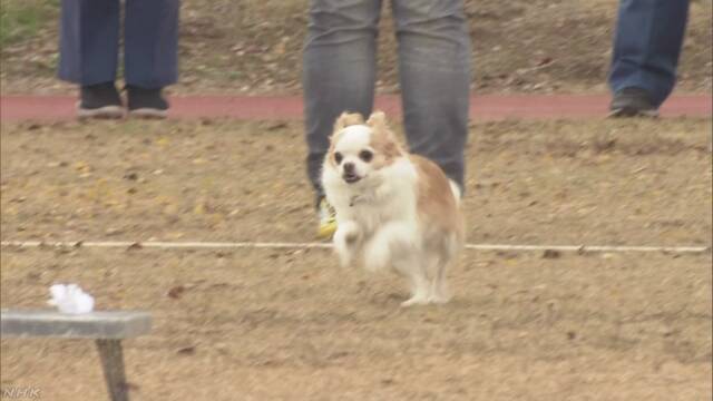 チワワが警察犬に挑戦 兵庫 三木 Nhkニュース ニュートピ Twitterで話題のニュースをお届け