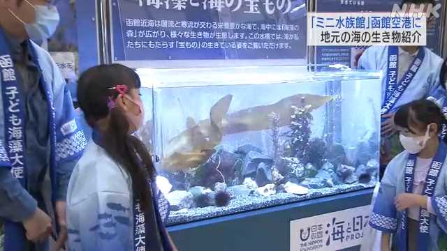 ミニ水族館 函館空港に設置 Nhk 北海道のニュース ニュートピ Twitterで話題のニュースをお届け