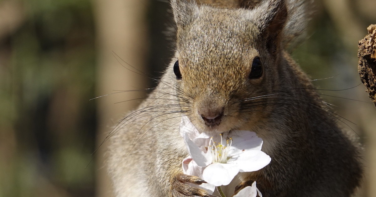 桜の花びらをリスが食べるという衝撃 ニュートピ Twitterで話題のニュースをお届け