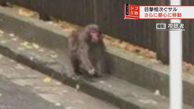 都内で目撃のサル ついに都心へ 紅葉の名所にも Nhkニュース ニュートピ Twitterで話題のニュースをお届け
