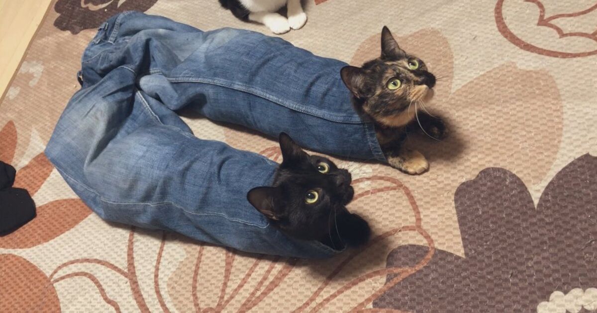 洗濯物の中に潜む猫さんu2026！両足に仲良く入っているところをじゃらすと 