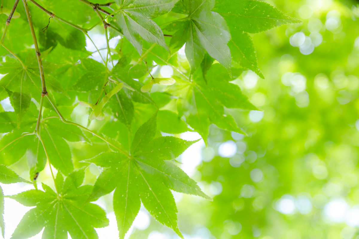 植物の葉の色はなぜ緑色か Tsujimotterのノートブック ニュートピ Twitterで話題のニュースをお届け