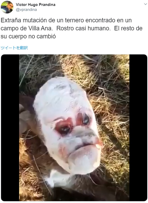 海外発 Breaking News 不機嫌そうな人間の顔 を持つ子牛が物議醸す アルゼンチン 動画あり Techinsight テックイン サイト 海外セレブ 国内エンタメのオンリーワンをお届けするニュースサイト ニュートピ Twitterで話題のニュースをお届け