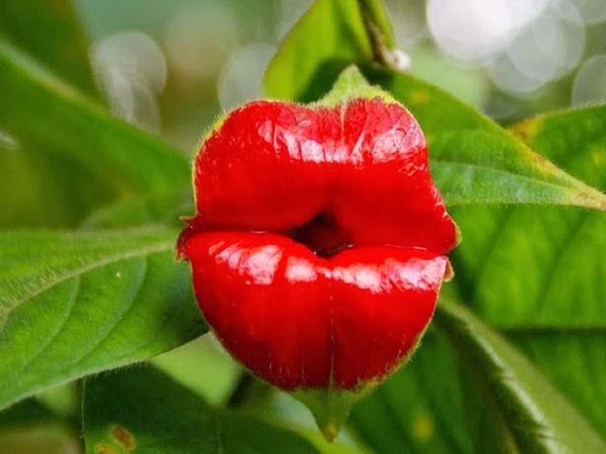 世にも卑猥な 18禁植物 ベスト８がまじヤバい 売春婦の唇 変な巨大ペニス ク トリス豆 官能の英国庭園 ニュートピ Twitterで話題のニュースをお届け