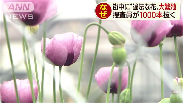 思わぬところに 違法な花 捜査員が1000本抜く ニュートピ Twitterで話題のニュースをお届け