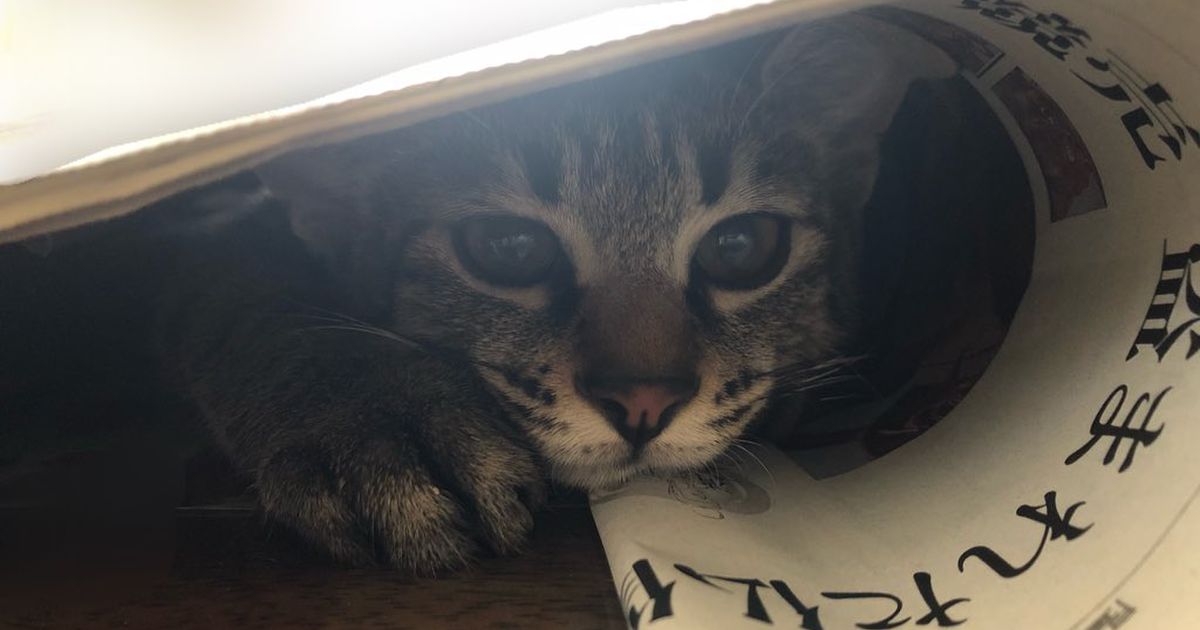 Fgo緊急メンテだからうちの猫を見て なぜか大量に猫画像などが貼られる かわいさに溢れて平和な世界へ Togetter ニュートピ Twitterで話題のニュースをお届け