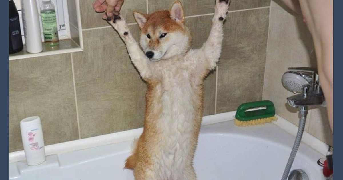 柴犬さんがお風呂にいる画像をtumblrに投稿したらアダルト判定されてしまった たしかに全裸で無修正だがどこが問題 右側に写った Togetter ニュートピ Twitterで話題のニュースをお届け