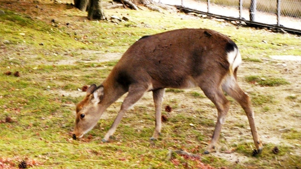 奈良の鹿は栄養失調 鹿せんべい食えたらイイわけじゃない 田中淳夫