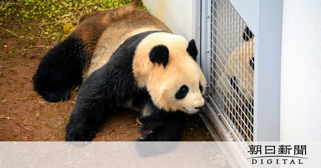 上野動物園のパンダが交尾 4年ぶり赤ちゃん誕生なるか 朝日新聞デジタル ニュートピ Twitterで話題のニュースをお届け