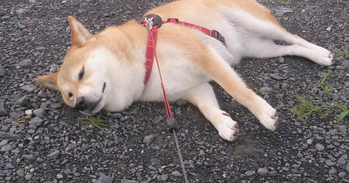 感情表現しっかりしている柴犬さんの様子を見た海外の柴犬ファン シバった 日本の飼い主さんからも共感 これだったのか Togetter ニュートピ Twitterで話題のニュースをお届け