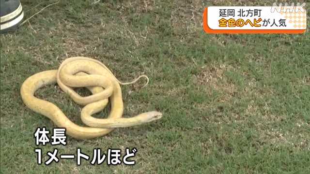 延岡市で金色のヘビ発見 金運ｕｐ を願い大勢の見物客 Nhk 宮崎県のニュース ニュートピ Twitterで話題のニュースをお届け