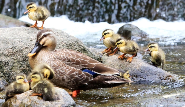 赤ちゃんは格別かわいい 元気に育つカルガモのひなたち 西宮 夙川 阪神 神戸新聞next ニュートピ Twitterで話題のニュースをお届け