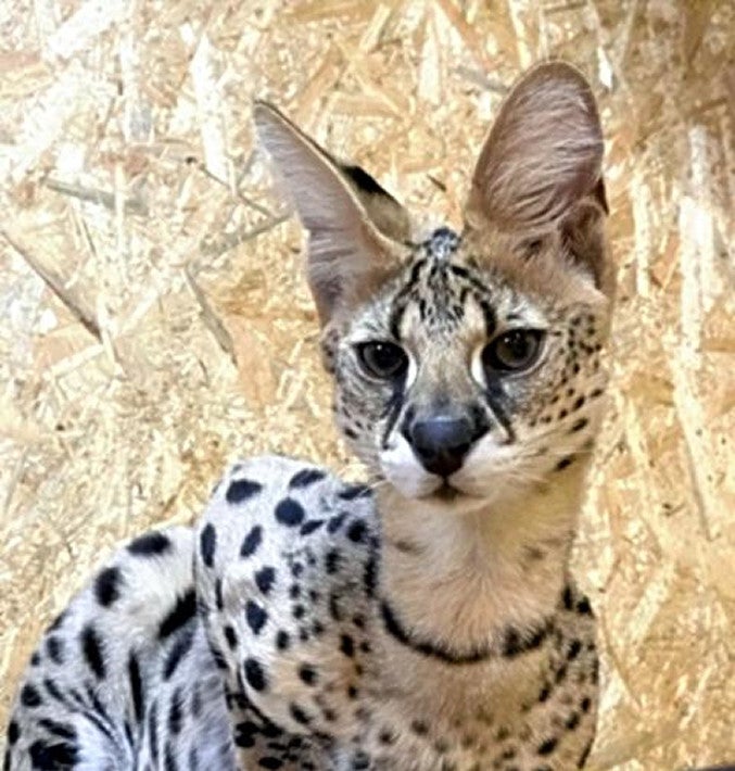 サーバルキャットが脱走u2026体長７０センチ、飼い主は「臆病で危害与える 