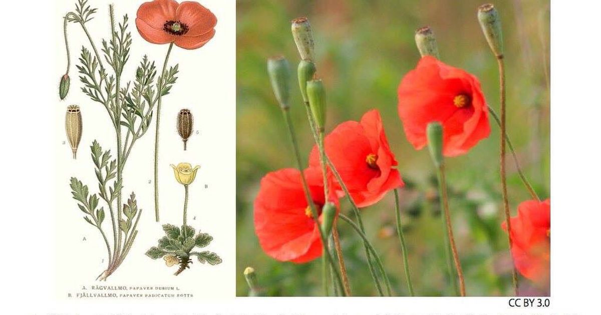 ナガミヒナゲシは危険外来種 という 一部の人が飛ばしているデマについて Togetter ニュートピ Twitterで話題のニュースをお届け