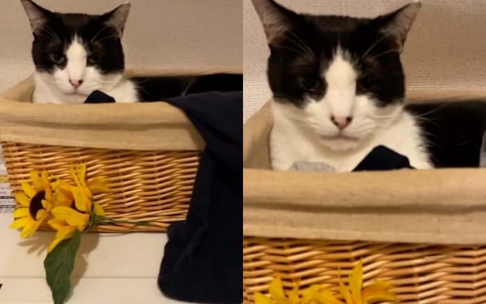 涙出るほど笑った」「中毒性あるｗ」 動く洗濯機の上、真顔でぷるぷる 