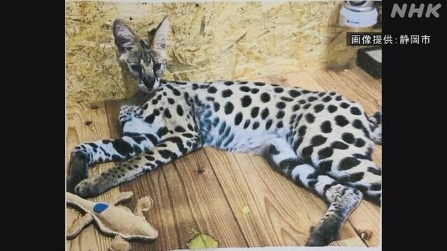 静岡市の住宅から逃げたサーバルキャット捕獲 飼い主に Nhkニュース ニュートピ Twitterで話題のニュースをお届け
