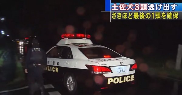 閲覧注意 土佐犬だけじゃない 秋田犬 ピットブル 飼い主を顔面崩壊させた 恐怖の闘犬 実話3選 ニュートピ Twitterで話題のニュースをお届け