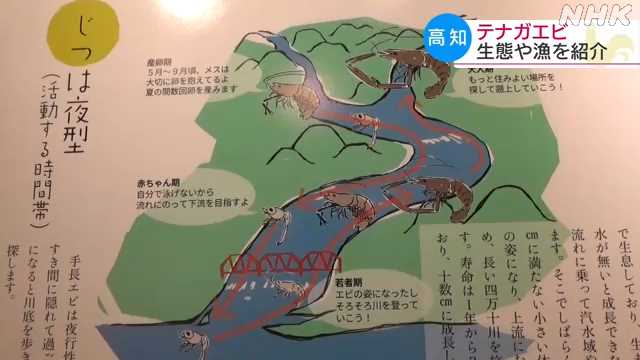 四万十川の テナガエビ を紹介 四万十市の郷土博物館 Nhk 高知県のニュース ニュートピ Twitterで話題のニュースをお届け