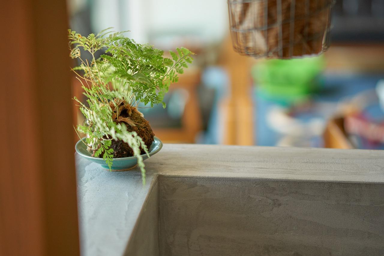 小さなグリーンで、空間にアクセントのリノベーション事例