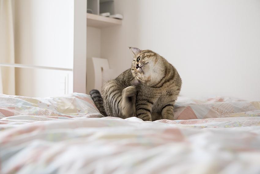 たくさんの収納スポットが計算され尽くした愛猫の隠れ家のリノベーション事例