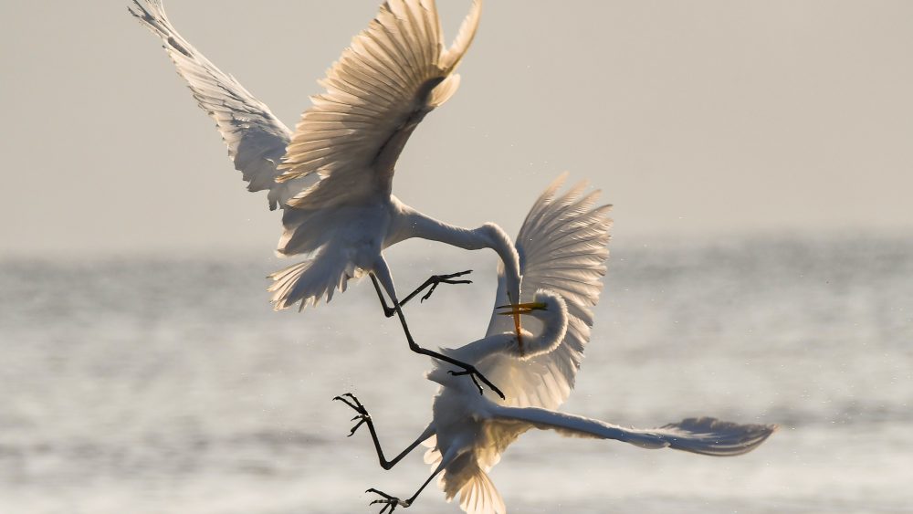 口喧嘩する は英語で何と言うの ニック式英会話