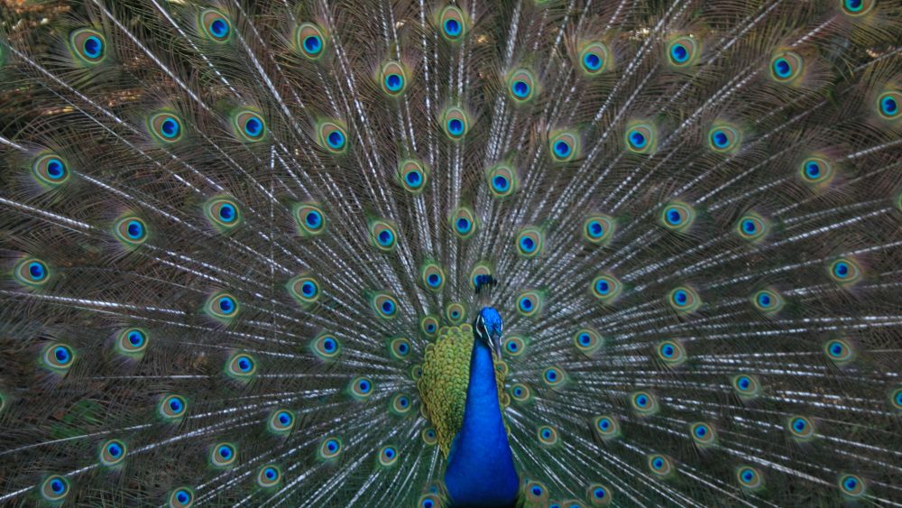 見せびらかし屋は嫌われる Nobody Likes A Show Off ニック式英会話