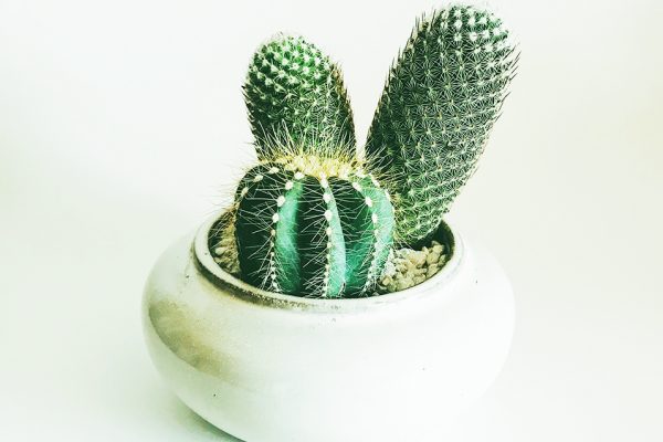 健康 体調 ニック式英会話