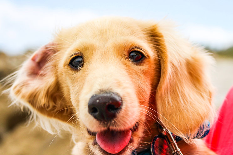 迎え酒 の英語表現には絶対に驚く ニック式英会話