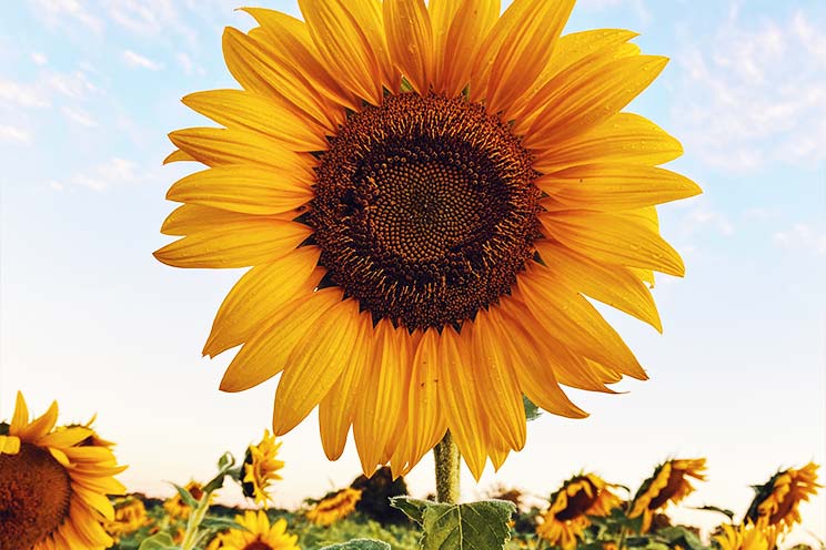 高嶺の花 の英語表現はこれだ ニック式英会話 高嶺の花 の英語表現はこれだ ニック式英会話