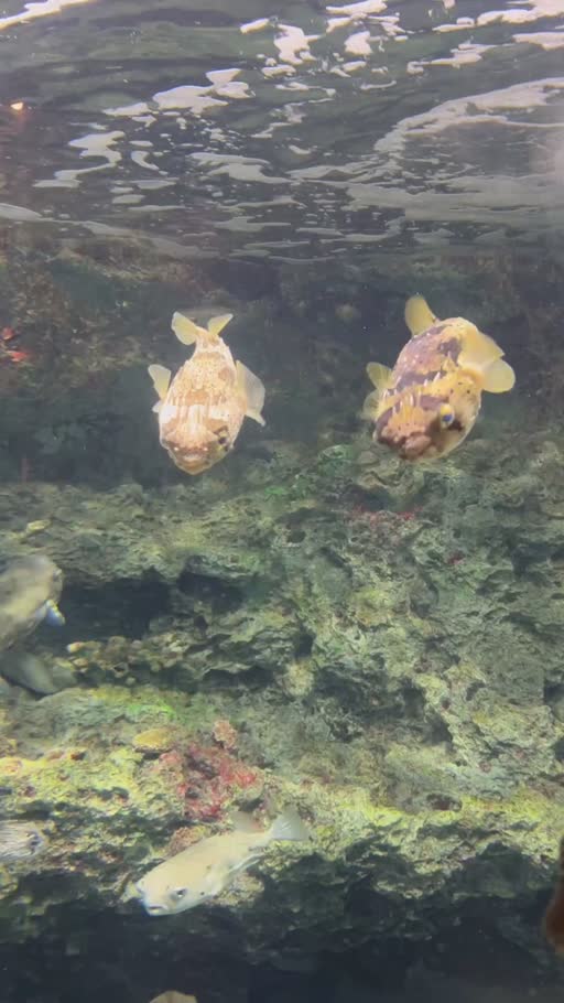 ふう|長崎市 船大工町のガールズバー|Gradation(グラデーション)