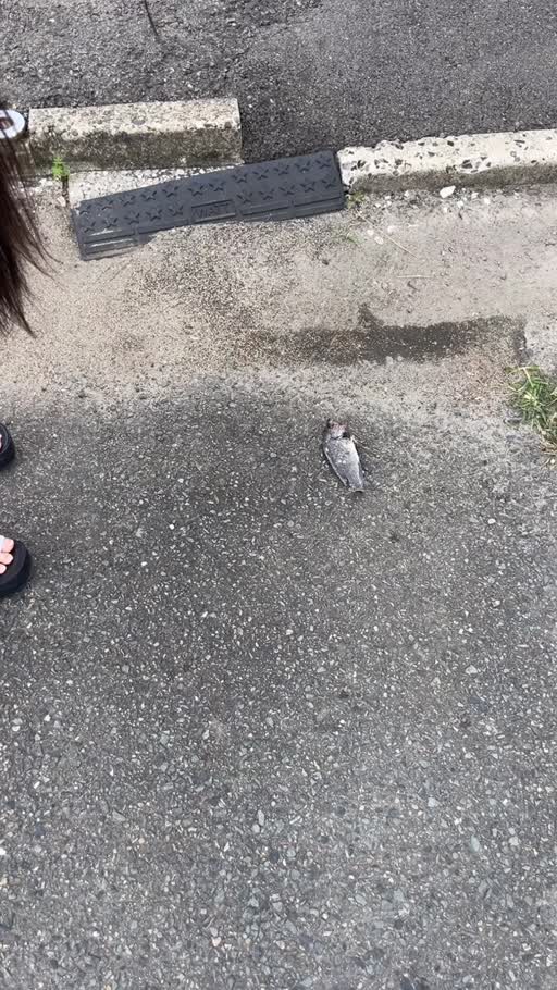 あめ 。