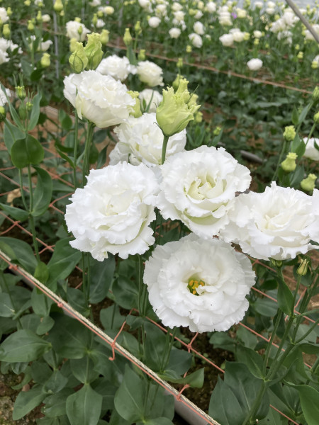 JOB_THUMBNAIL_DEFAULT