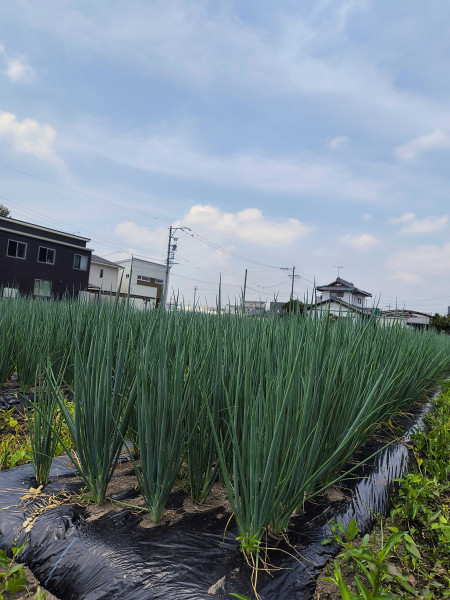 JOB_THUMBNAIL_DEFAULT