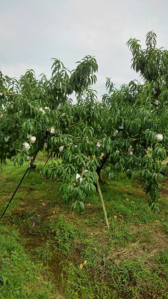 JOB_THUMBNAIL_DEFAULT