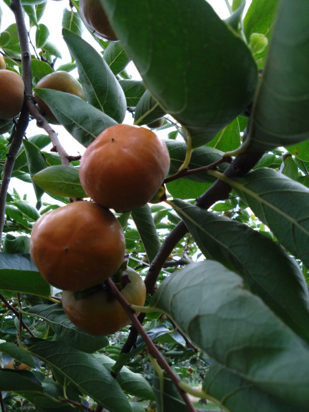 JOB_THUMBNAIL_DEFAULT