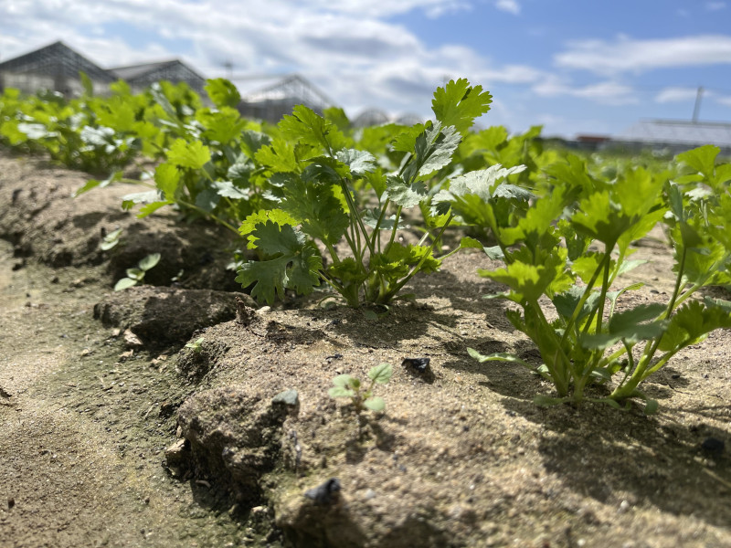 JOB_THUMBNAIL_DEFAULT