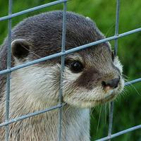 篝火@カワウソ好き