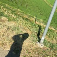 おざおざ@新シリーズ作成中