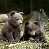 ベアーズガーデン