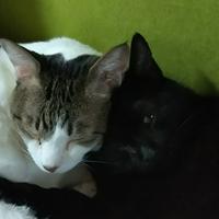 クロとトラにゃんこ