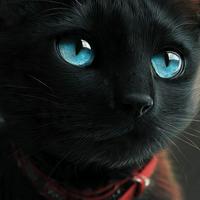 Gato Preto