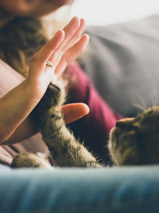 ずっと一緒だよ…～私と猫の最後の日
