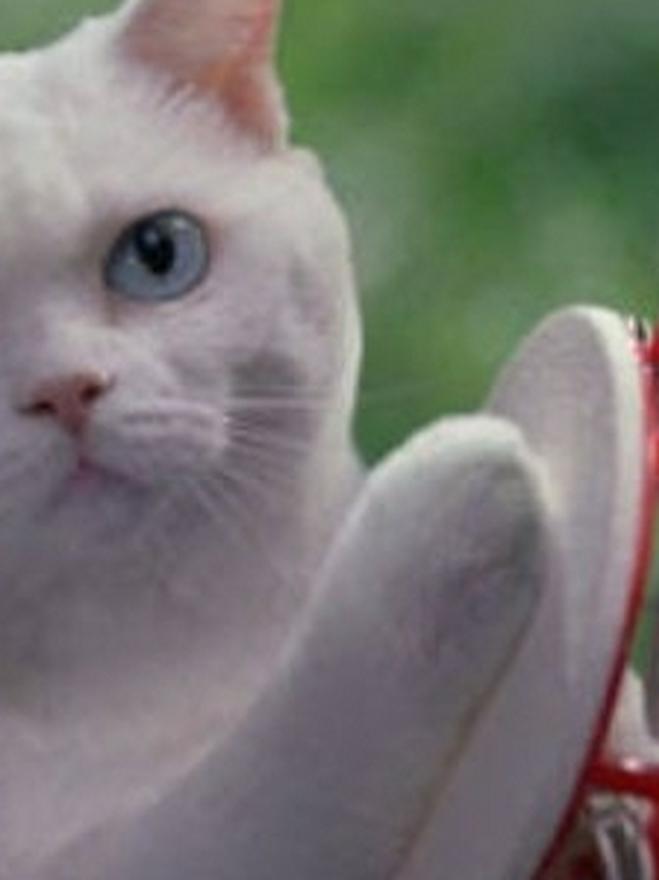 化け猫は鳴きやまない
