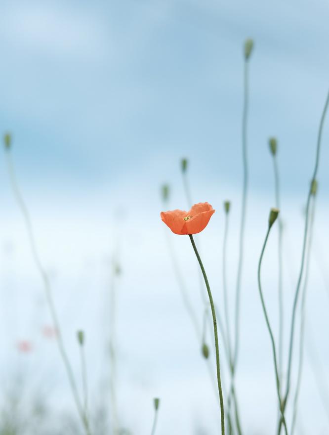 あれやこれや ４